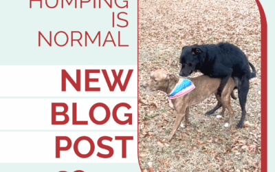 Dog Humping Is Normal