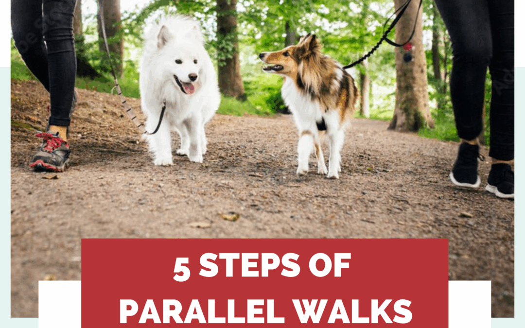 How To Introduce Dogs Using Parallel Walks