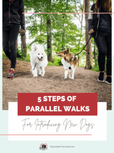 two dogs walking next to each other with people