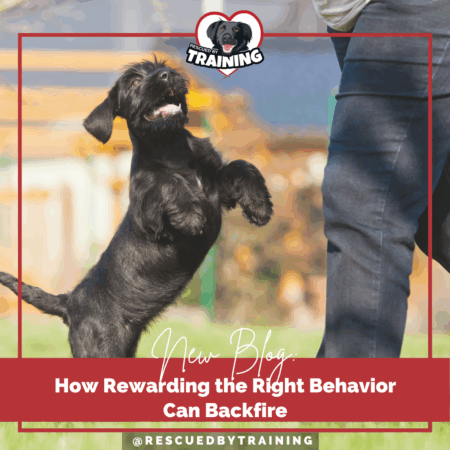 black dog jumping up on person's leg