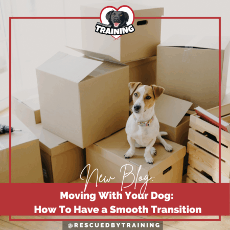 brown and white dog sitting in front of many brown moving boxes