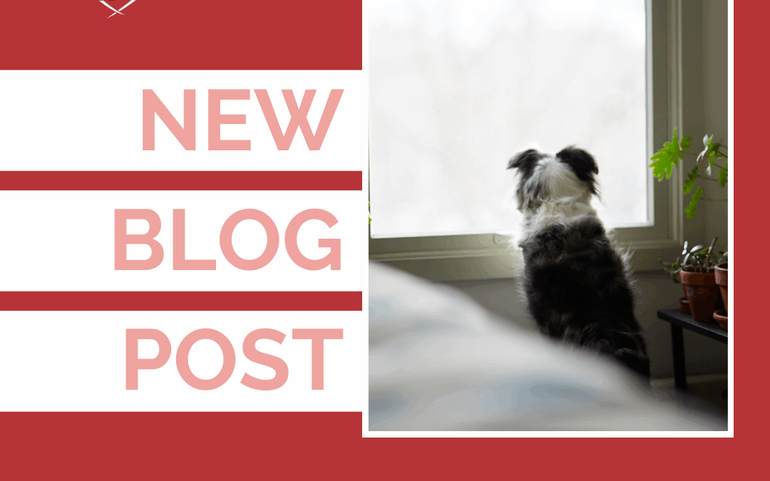 Why Food Toys Do Not Fix Separation Anxiety