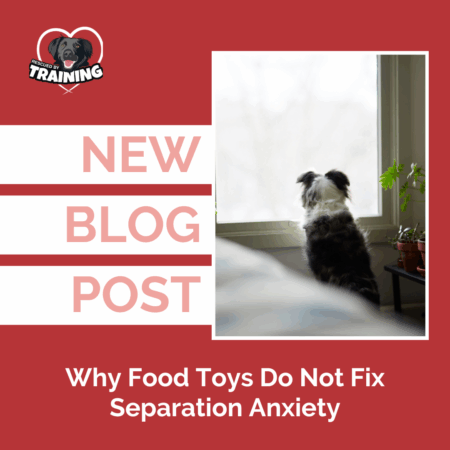 dog looking out window