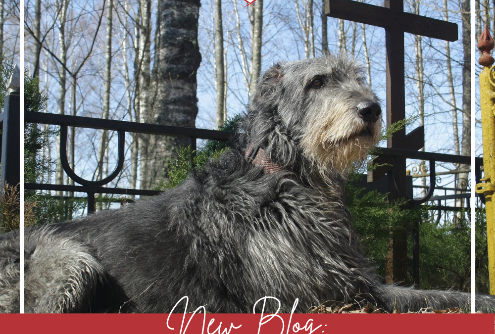 Helping Dogs Grieve Human Losses