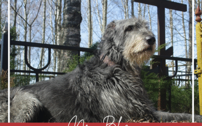 Helping Dogs Grieve Human Losses