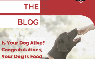 Dog Isn’t Food Motivated? Spoiler Alert, He Is.