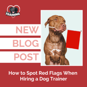 blog cover brown pitbull holding red flag in mouth