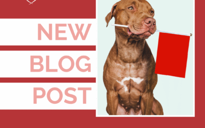 How to Spot Red Flags When Hiring a Dog Trainer