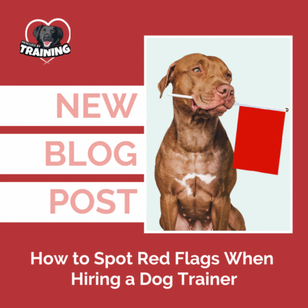 blog cover brown pitbull holding red flag in mouth