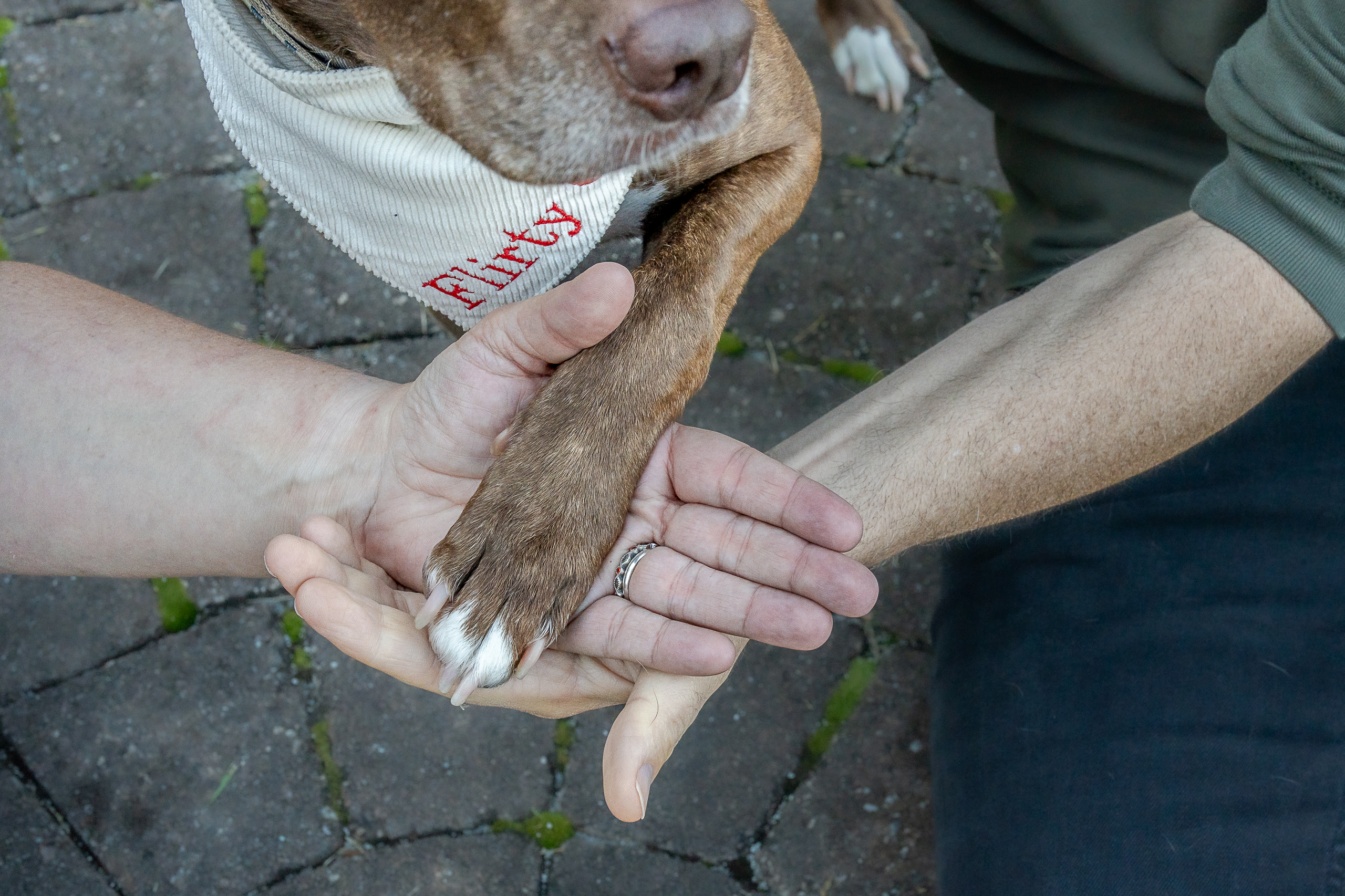 dog paw in hands
