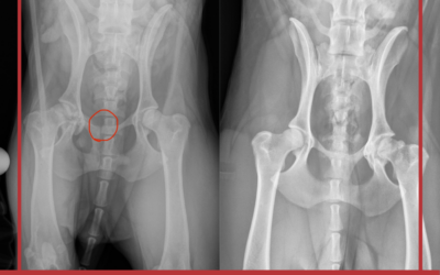 Quality of Life Assessment: Practicing What I Preach