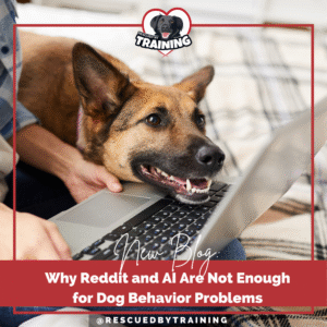 dog and person looking at laptop