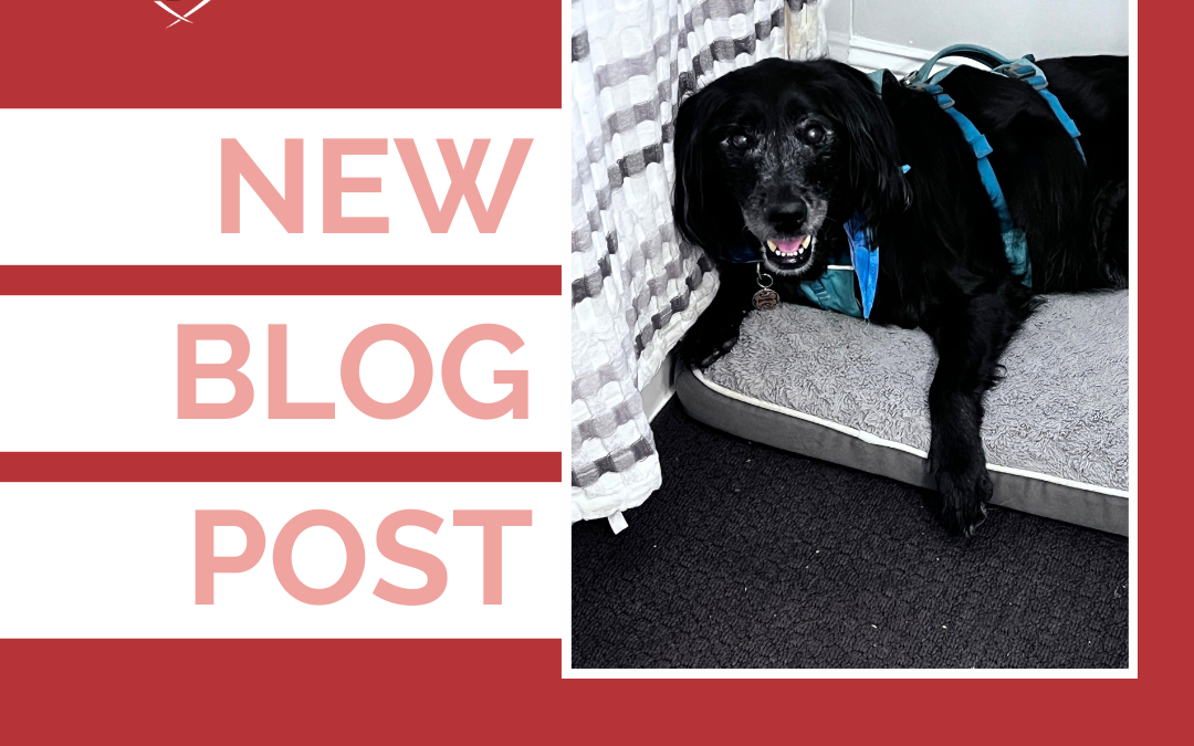 The Losses Nobody Talks About After Your Pet Dies