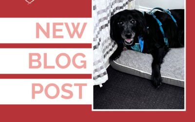 The Losses Nobody Talks About After Your Pet Dies