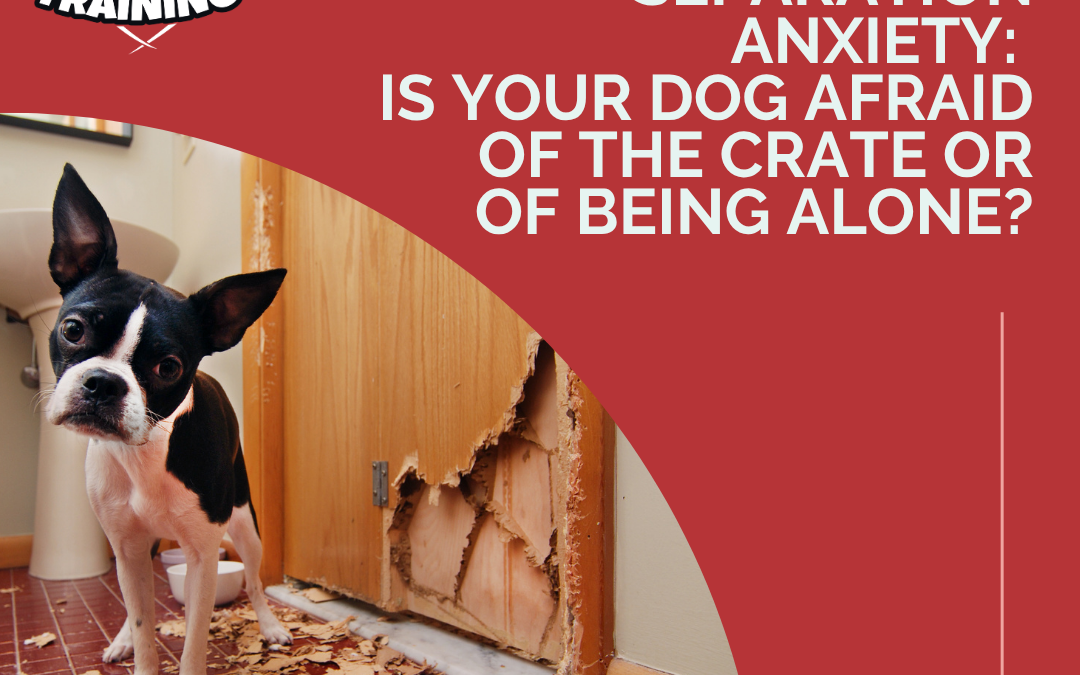 Confinement Anxiety or Separation Anxiety: Is Your Dog Afraid of the Crate or of Being Alone?