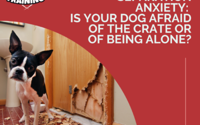 Confinement Anxiety or Separation Anxiety: Is Your Dog Afraid of the Crate or of Being Alone?