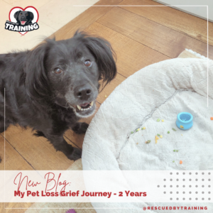 black dog with food toy standing over dog bed