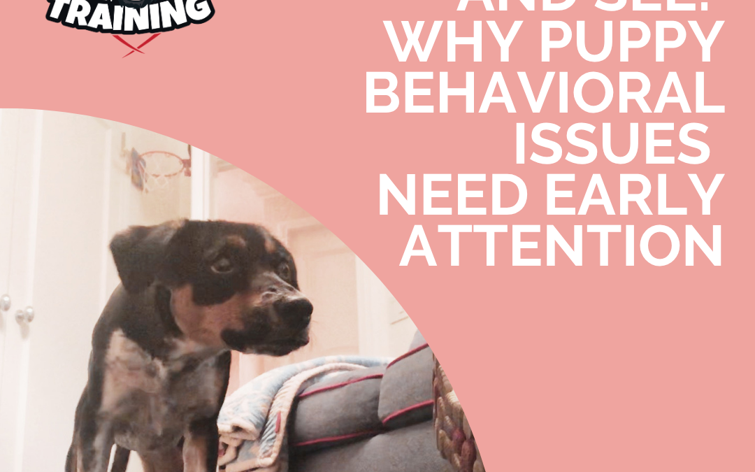 Don’t Wait and See: Why Puppy Behavioral Issues Need Early Attention