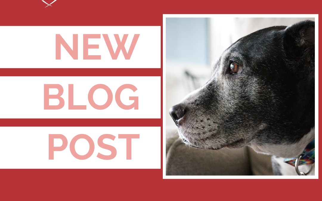 When Your Senior Dog Suddenly Has Separation Anxiety