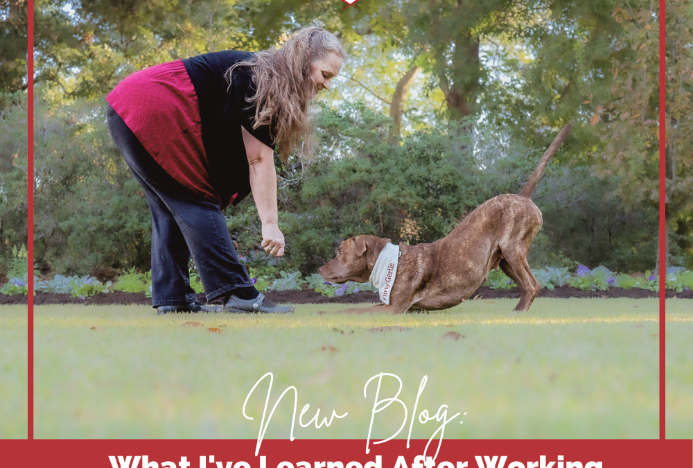 What I’ve Learned After Working With Over 3,000 Dog Training Clients
