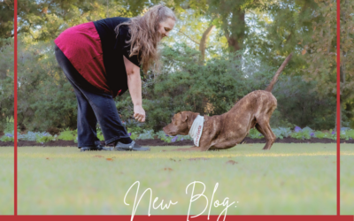 What I’ve Learned After Working With Over 3,000 Dog Training Clients