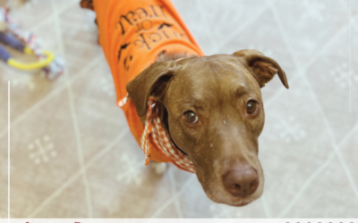 Even Trainers Make Mistakes | Rescued By Training