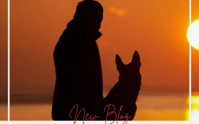 The Hidden Toll of Living With a Reactive or Anxious Dog