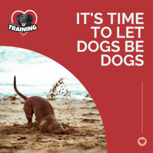 dog digging in sand