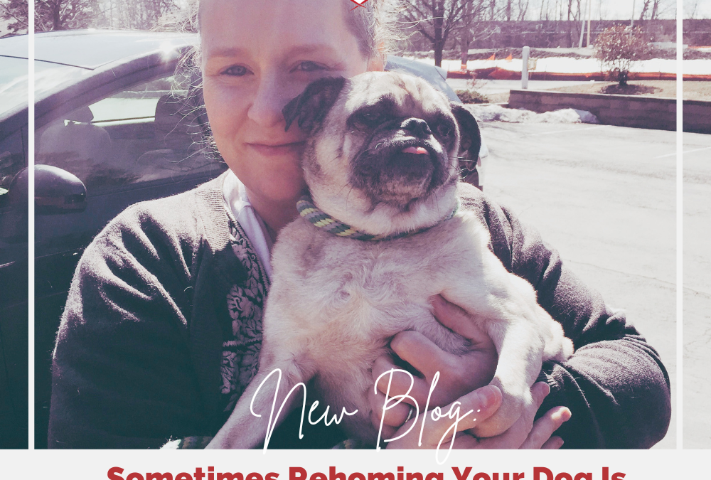 Sometimes Rehoming Your Dog Is The Right Decision