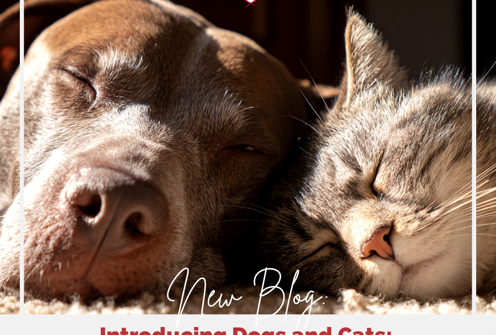 Introducing Dogs and Cats: A Step by Step Guide