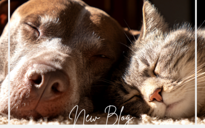 Introducing Dogs and Cats: A Step by Step Guide