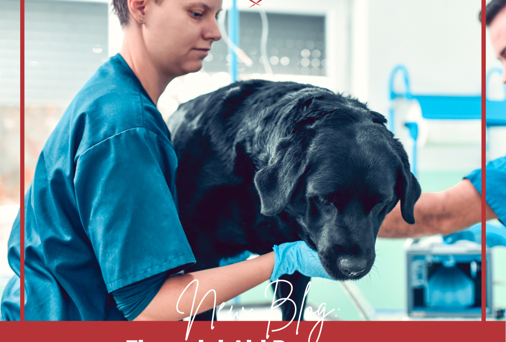 Financial Aid Resources for Vet Bill Emergencies
