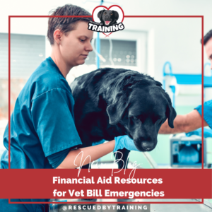 black dog with vet on exam table