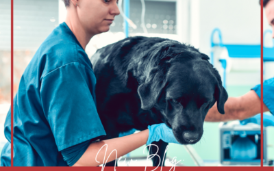 Financial Aid Resources for Vet Bill Emergencies