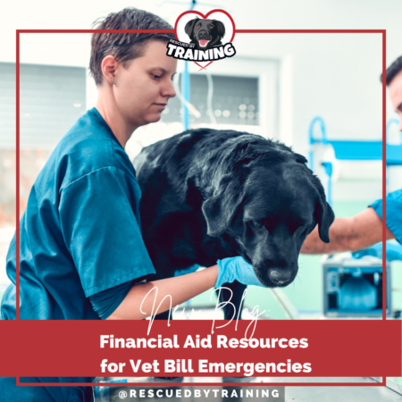 black dog with vet on exam table
