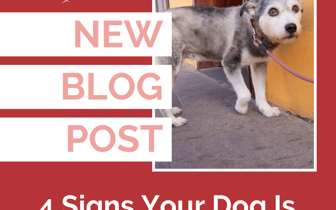 4 Signs Your Dog Is Fearful Outside