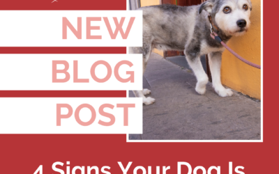 4 Signs Your Dog Is Fearful Outside