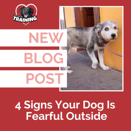 blog cover dog afraid outside