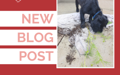 Stop Expecting Your Puppy to Act Like an Adult Dog