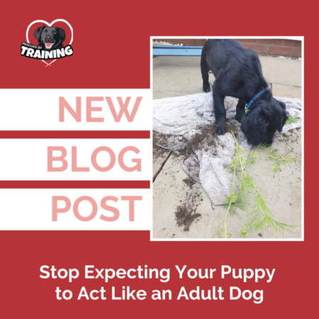 puppies aren’t adults