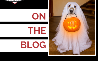 5 Ways to Help Protect Your Dog This Halloween