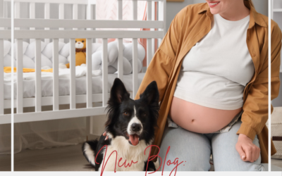 Three Skills Your Dog Needs Before Your Baby Arrives