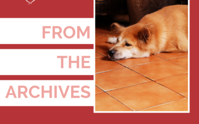 From The Archives: Help Your Dog’s Separation Anxiety With This One Thing