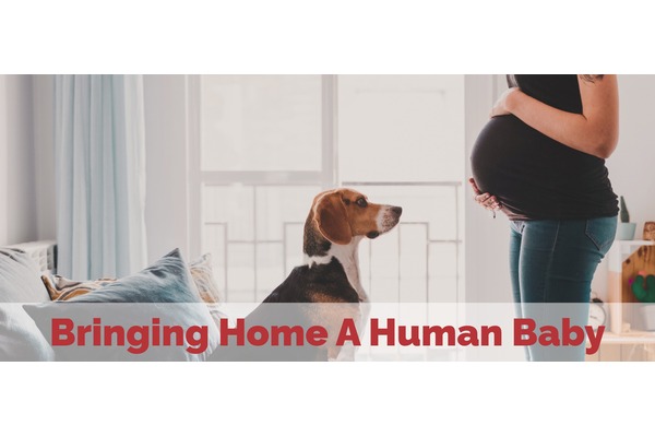 Bringing Home (A Human) Baby
