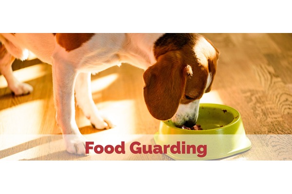Food Guarding