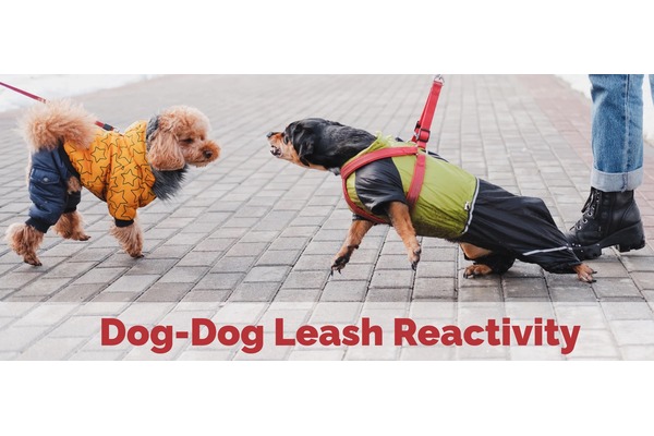 Dog-Dog Leash Reactivity