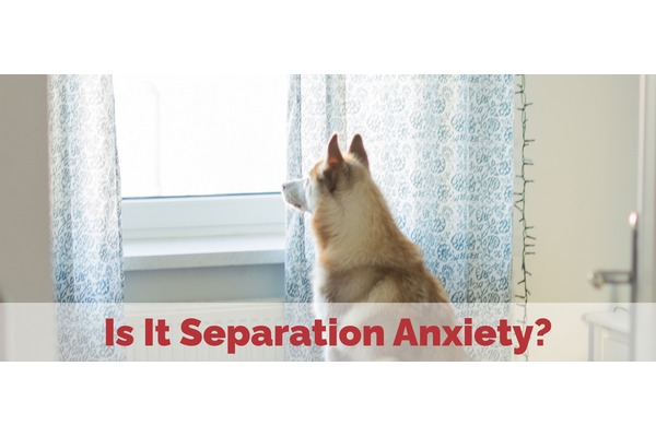 Is It Separation Anxiety?