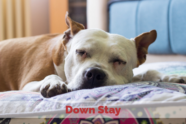 Down Stay for Affection Playlist