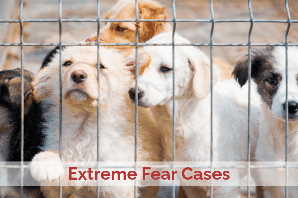 Extreme Fear Cases