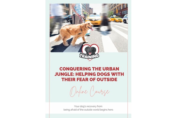 Conquering The Urban Jungle: Helping Dogs With Their Fear Of Outside